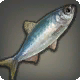 Harbor Herring